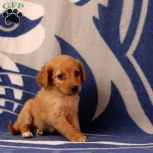 Umiga, Mini Goldendoodle Puppy
